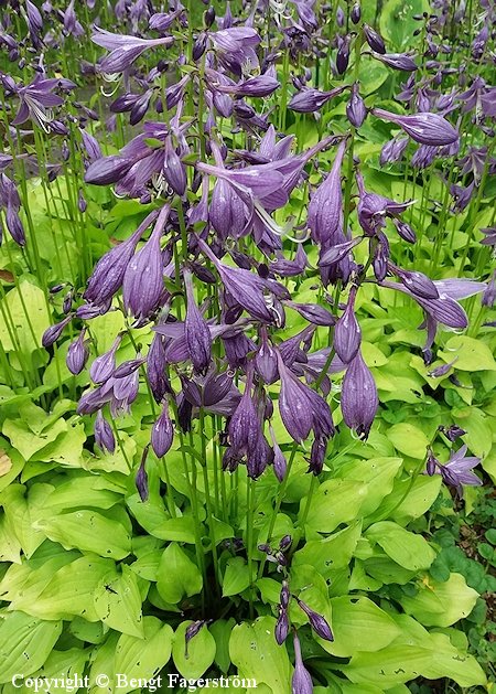 Hosta Tarhafunkia-Ryhm 'Lemon Lime', jalokuunlilja